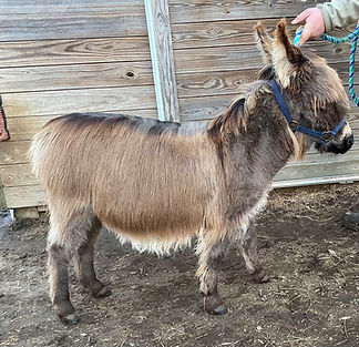 wooly mini donkey
