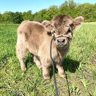 available mini highland calf