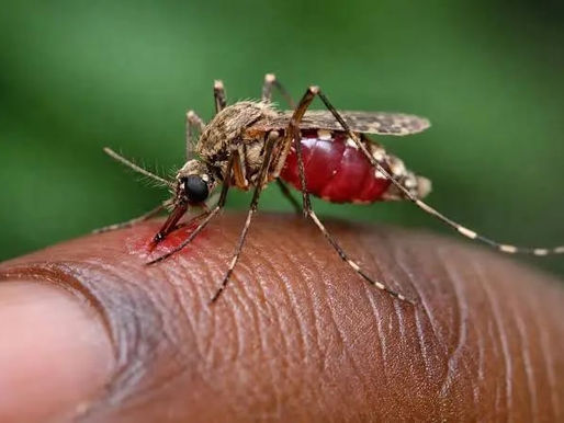 La malaria en Tanzanie