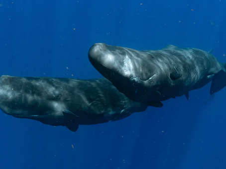 Swimming with Whales: A Magical Experience in Dominica! Part 2.