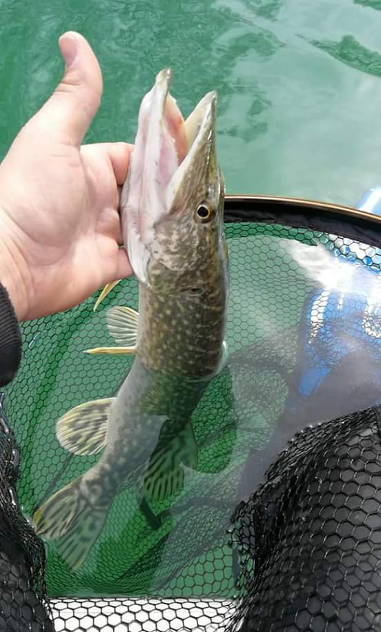 Les Carnassiers Étang des Fully