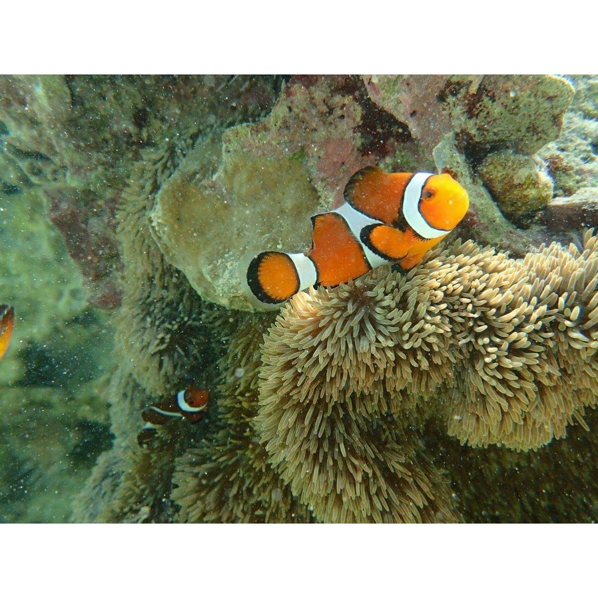 カクレクマノミ