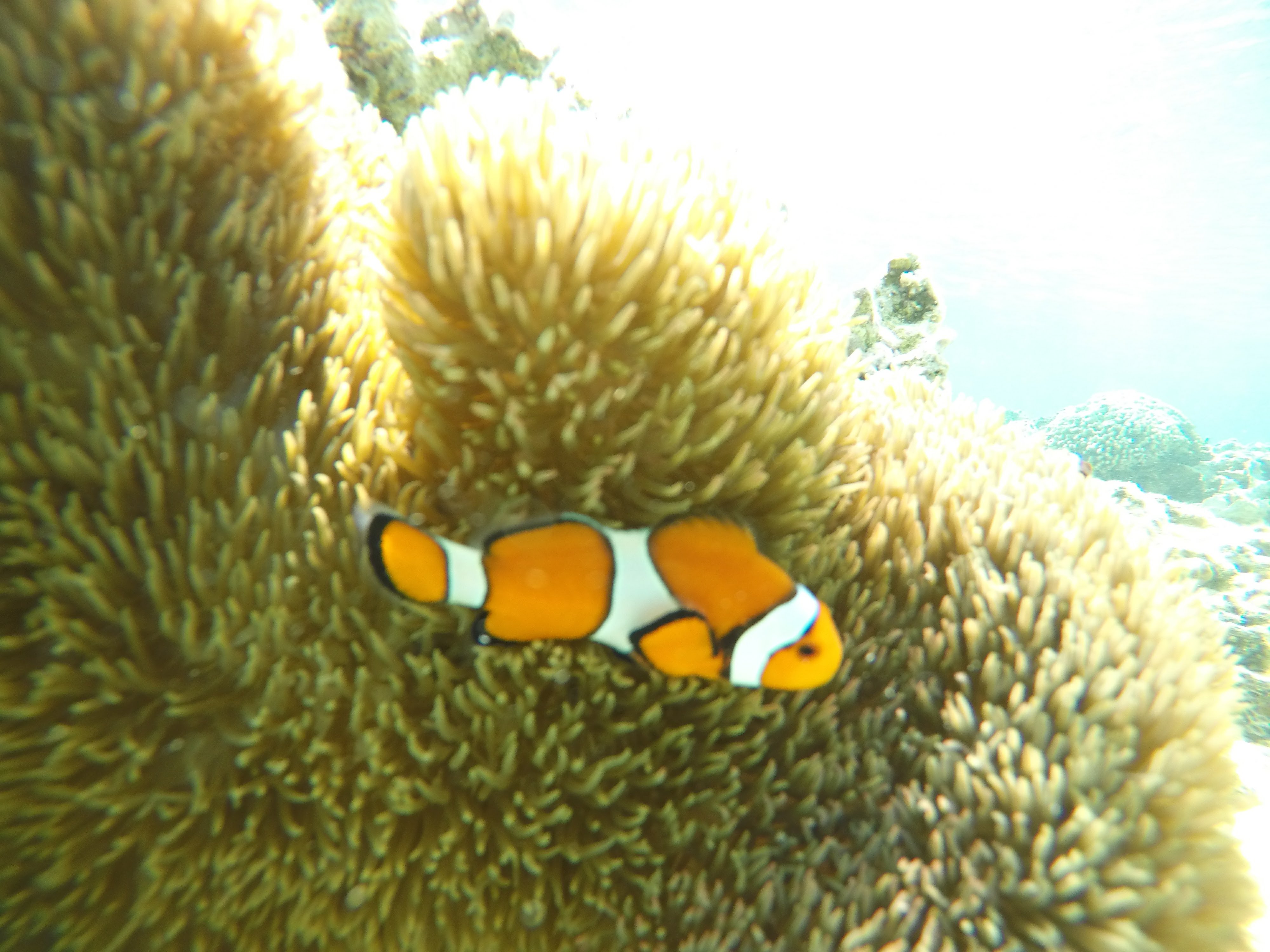 カクレクマノミ