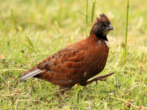Tennessee Red Quail Hatching Eggs | Spring Hollow Acres