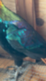 Thumbnail: Impeyan Pheasant Hatching Egg