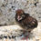 Thumbnail: Temminick Tragopan Hatching Eggs