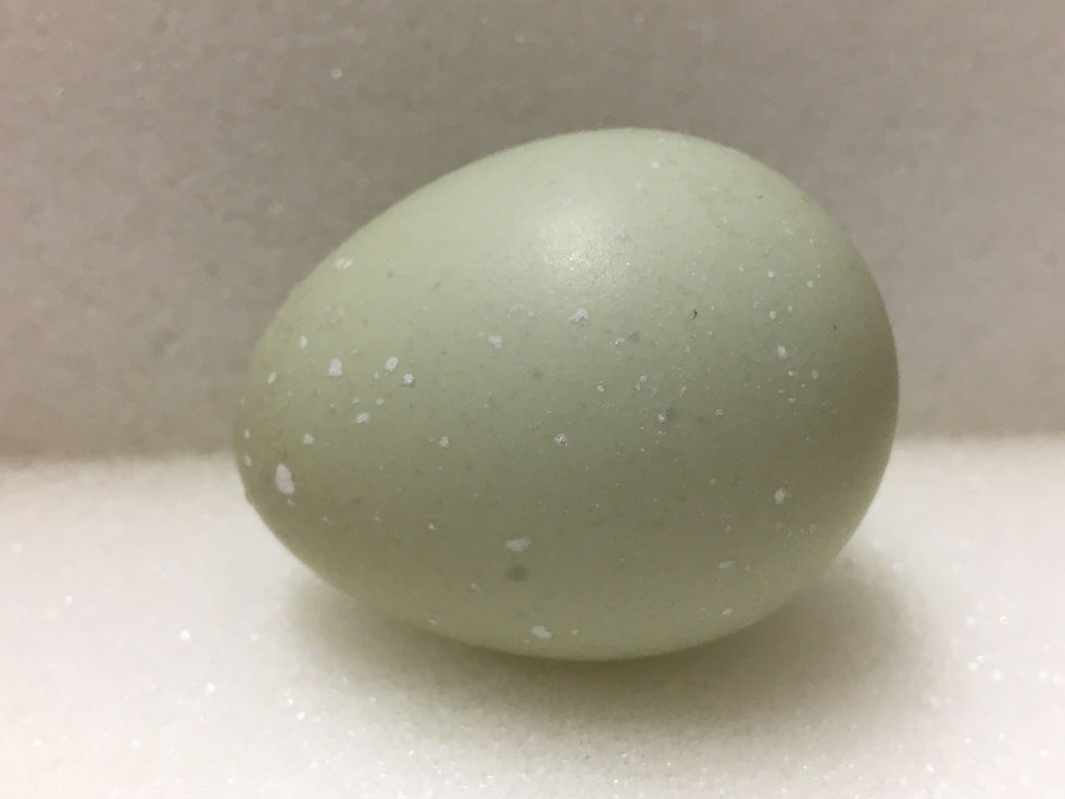 Thumbnail: Green Melanistic Pheasant Hatching Eggs