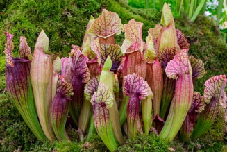 Carnivorous Pitcher Plant
