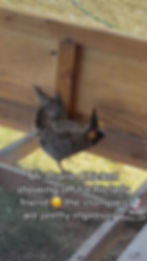 Thumbnail: Greater Prairie Chicken Hatching Eggs