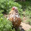 Thumbnail: Mille Fleur/Calico Bantam Cochin Hatching Eggs