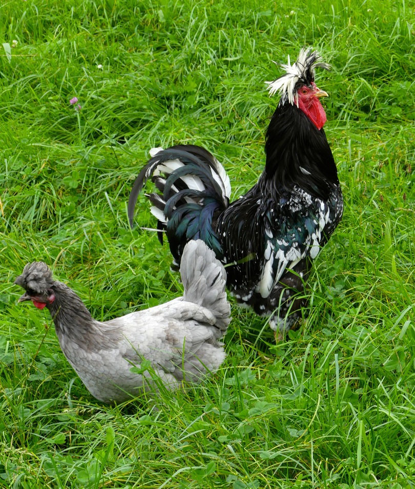 Thumbnail: Sanjak Long Crower Hatching Eggs