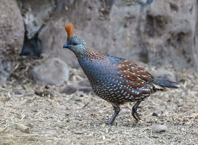Bensons/Elegant Quail Hatching Eggs | Spring Hollow Acres
