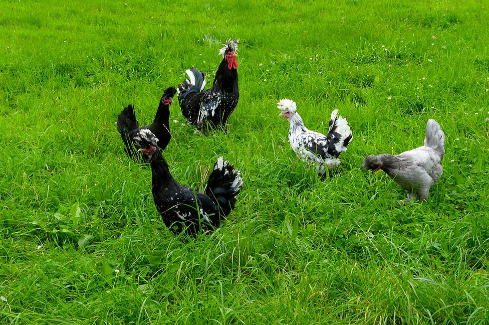 Thumbnail: Sanjak Long Crower Hatching Eggs