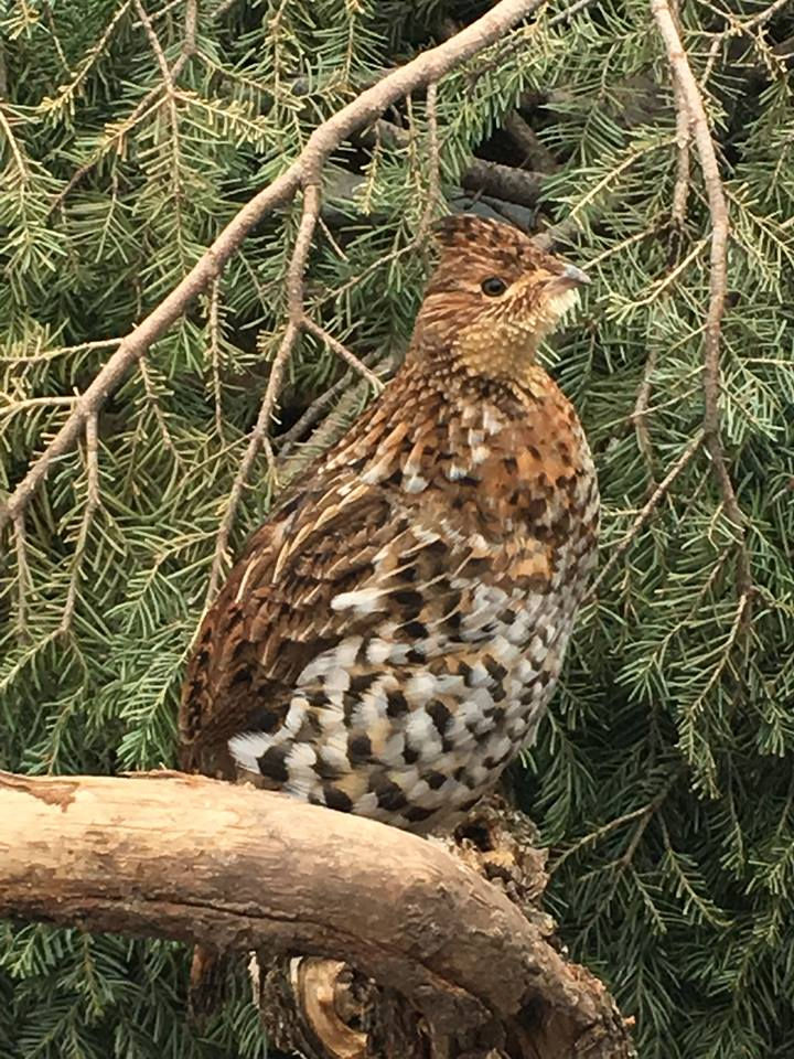 Thumbnail: Ruffed Grouse