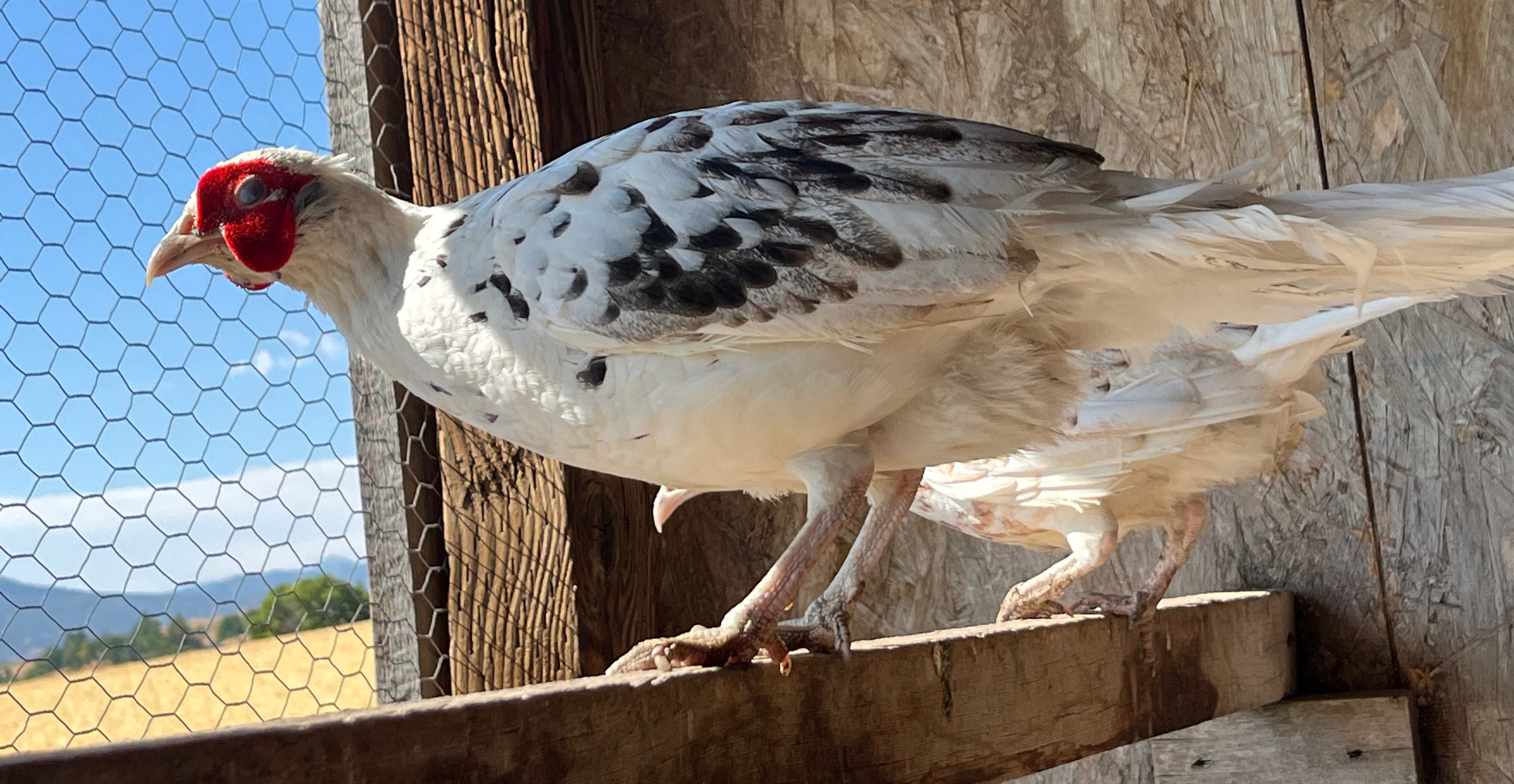Alaskan Snow Pheasant Hatching Eggs