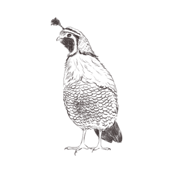 California Valley Quail