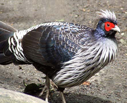 Thumbnail: White Crested Kalij Pheasant Hatching Eggs
