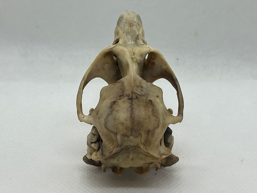 Thumbnail: Muskrat Skull
