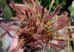 Sundew Carnivorous Plant