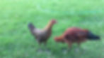 Thumbnail: Ayam Ketawa/Laughing Chicken Hatching Eggs