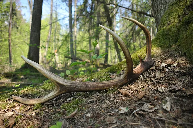 Antlers.webp