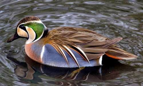 Thumbnail: Baikal Teal Duck Hatching Eggs