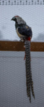 Thumbnail: Lady Amherst Pheasant Hatching Eggs