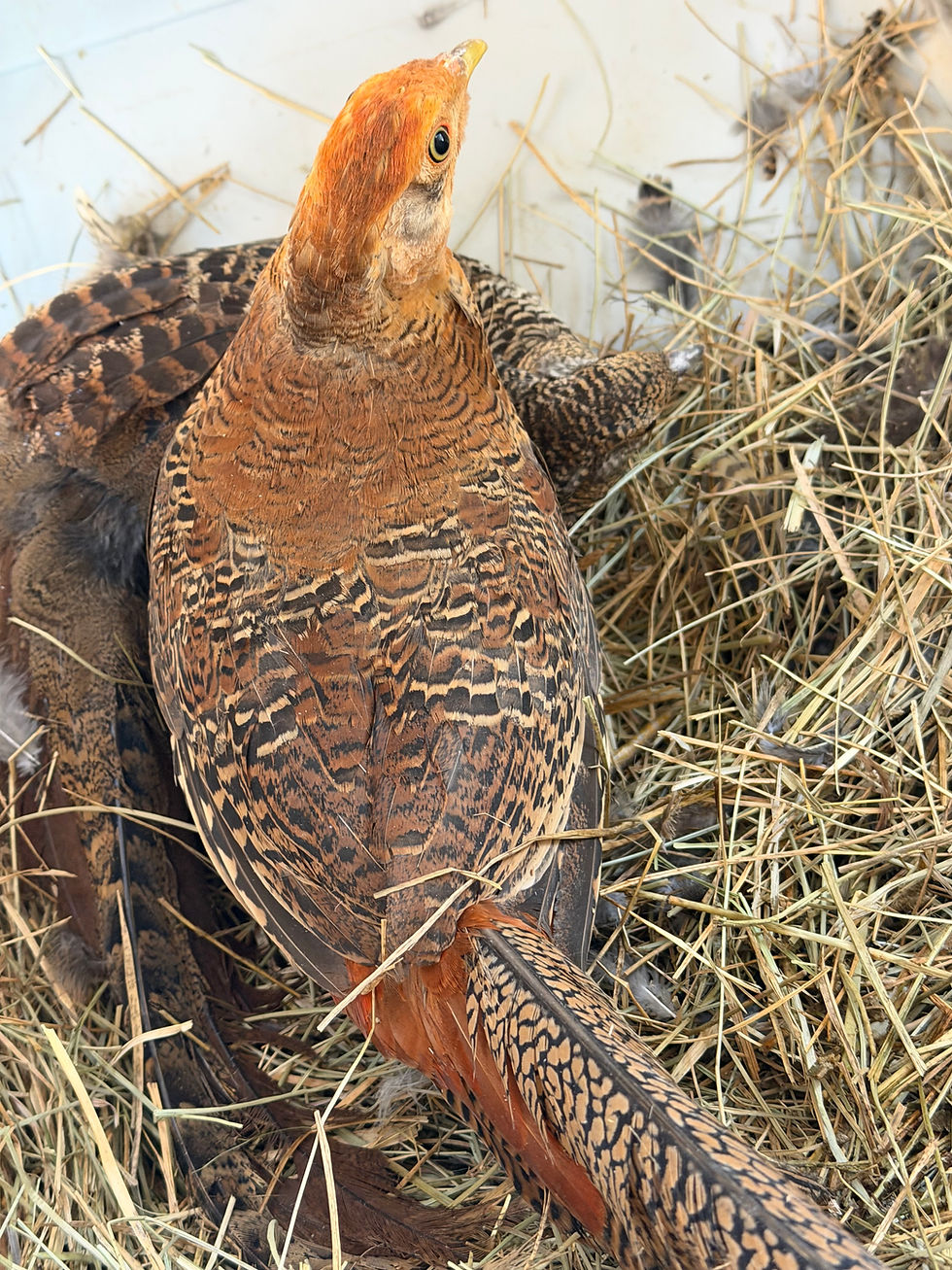 Thumbnail: 1 Year Old Red Golden Male (Live Bird)