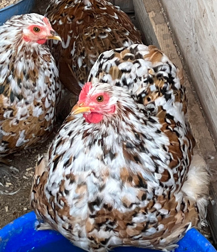 Mille Fleur/Calico Bantam Cochin Hatching Eggs | Spring Hollow Acres