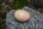 Thumbnail: Swinhoe Pheasant Hatching Eggs
