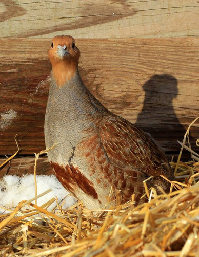 パートリッヂ #1 Hungarian Partridge ケープ パートリッヂ #1