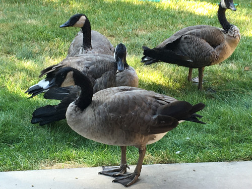 Motorsportdanmark Dk Canada Goose 60th Anniversary Descargar