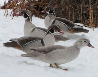 Silver Wood Duck Drake Hen