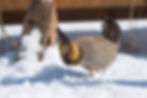 Thumbnail: Greater Prairie Chicken Hatching Eggs