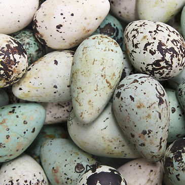 More Colorful Eggs_edited.jpg
