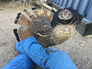 Ruffed Grouse