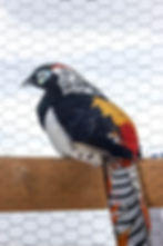 Thumbnail: Lady Amherst Pheasant Hatching Eggs