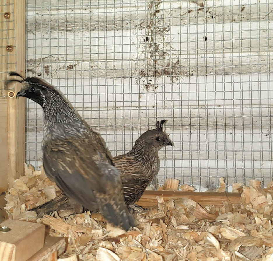 Thumbnail: Silver California Valley Quail Hatching Eggs