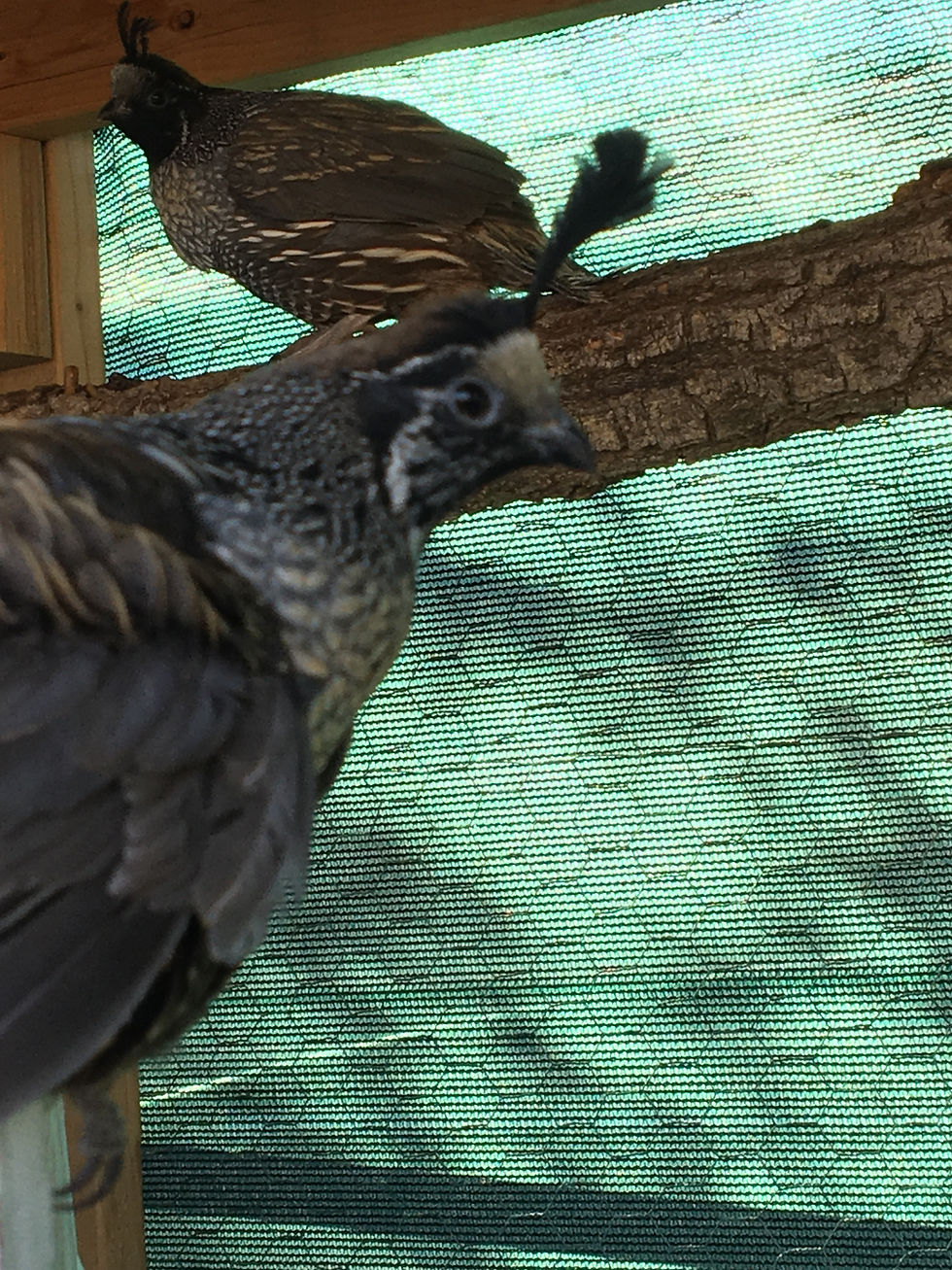Thumbnail: Silver California Valley Quail Hatching Eggs