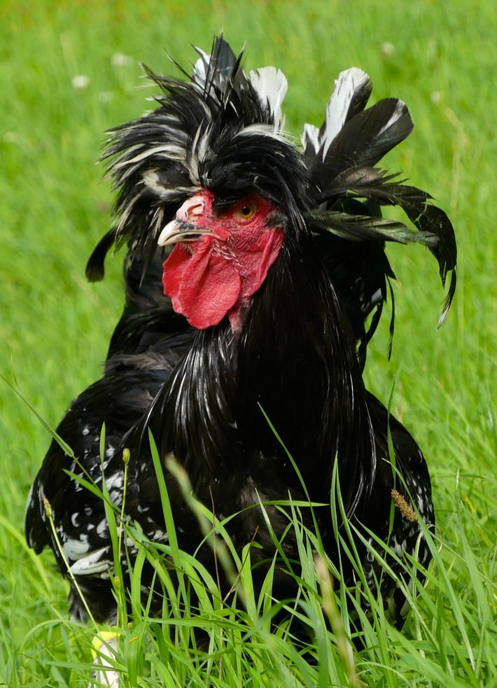 Thumbnail: Sanjak Long Crower Hatching Eggs