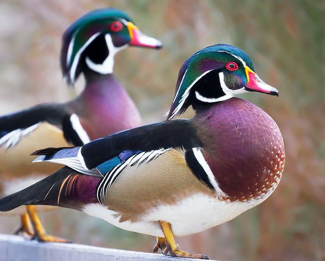 Thumbnail: Wood Duck Hatching Eggs