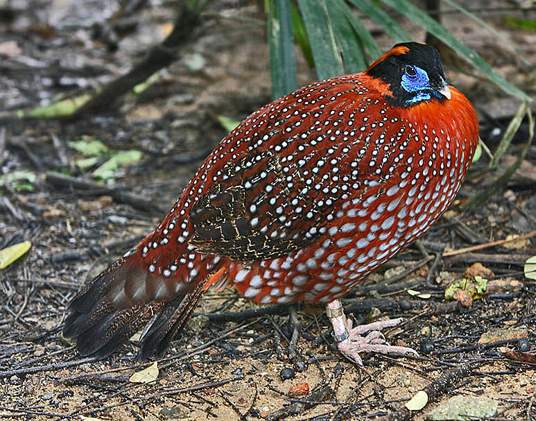 Thumbnail: Temminick Tragopan Hatching Eggs