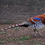 Thumbnail: Elliots Pheasant Hatching Eggs