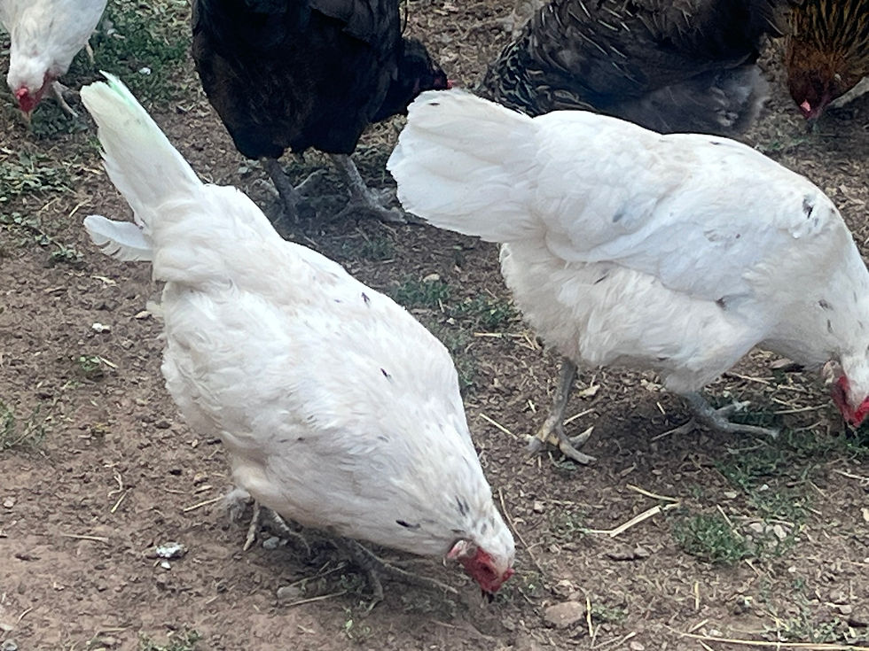 Thumbnail: Whiting True Blue Hatching Eggs