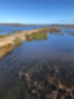 Calm lake with grassy banks under a clear blue sky. Brown and green vegetation line the shoreline, creating a serene, natural scene.