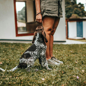 What is Balanced Dog Training?