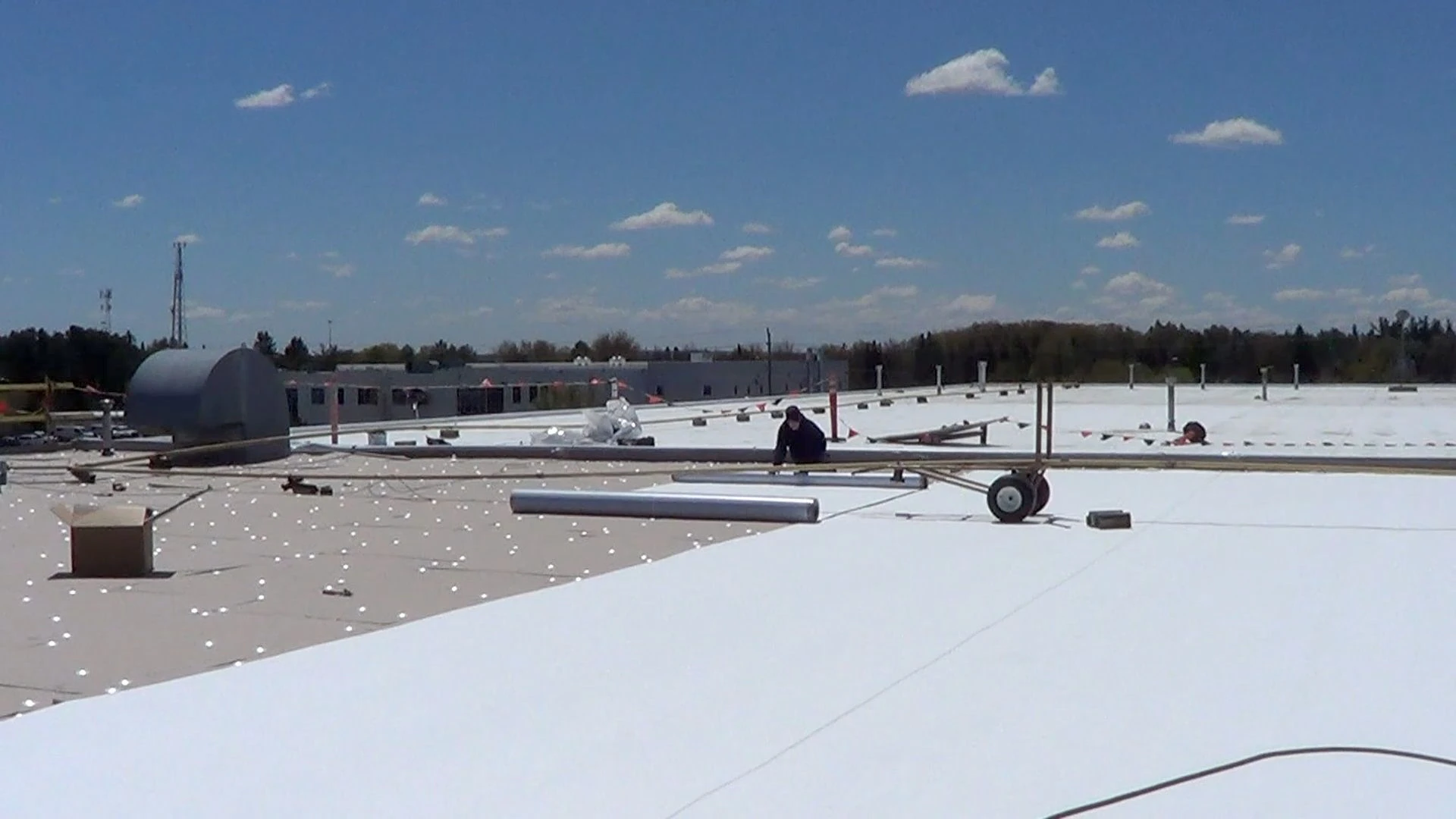 TPO Cherry Blossom Cambridge.webp