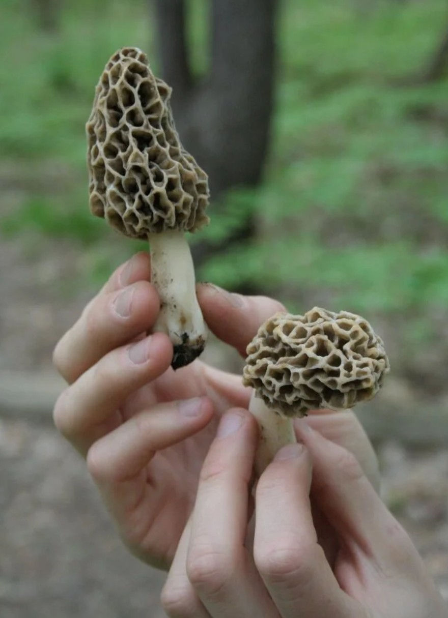 Morel.jpg
