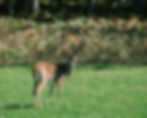 High and tight giant whitetail grazing on clover