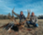 Bull Elk